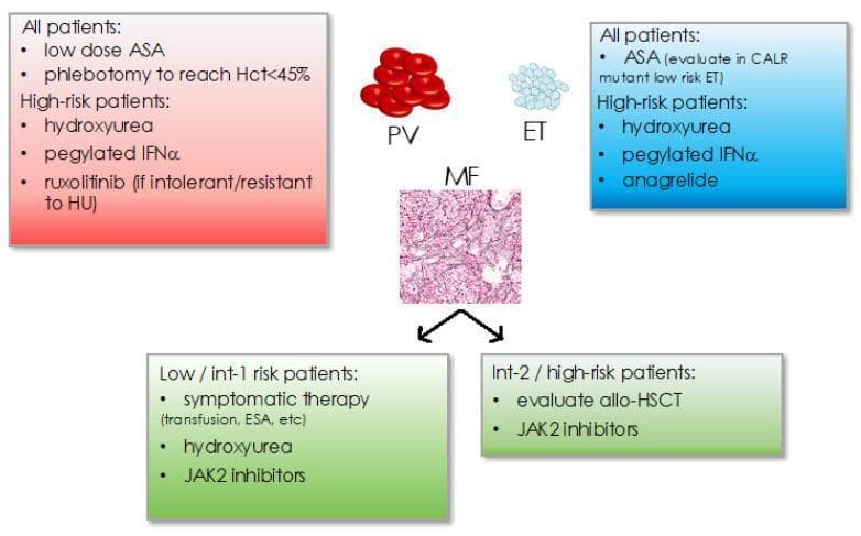 This infographic summarizes treatment recommendations for Myeloproliferative Neoplasms (MPN), specifically Polycythemia Vera (PV), Essential Thrombocythemia (ET), and Myelofibrosis (MF). The central panel illustrates the conditions: PV is shown with a cluster of erythrocytes; ET with light-colored thrombocytes; and MF with a histological bone marrow biopsy slide showing reticulin fibrosis. A red box for PV lists standard therapy (low-dose ASA, phlebotomy to Hct<45%) and high-risk options (hydroxyurea, pegylated IFṆ̑́, ruxolitinib). A blue box for ET outlines ASA use and high-risk treatments including hydroxyurea, pegylated IFṆ̑́, and anagrelide. The bottom green section displays management for MF stratified by risk: Low/Int-1 patients receive symptomatic therapy (transfusions, ESA), hydroxyurea, or JAK2 inhibitors; Int-2/High-risk patients are managed with JAK2 inhibitors and evaluation for allogeneic hematopoietic stem cell transplantation (allo-HSCT). This educational algorithm serves as a clinical guide for hematology-oncology professionals and students to differentiate subtype-specific therapeutic pathways based on patient risk stratification.