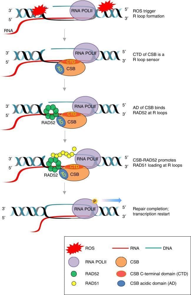This pathophysiology diagram illustrates the sequential molecular mechanism of Transcription-Coupled Homologous Recombination (TC-HR) initiated by Reactive Oxygen Species (ROS). The process is depicted in five stages: 1) ROS exposure induces R-loop formation (DNA:RNA hybrids) in actively transcribed genomic regions where RNA Polymerase II (RNA POLII) is present. 2) The Cockayne Syndrome B (CSB) protein acts as a sensor, with its C-terminal domain (CTD) directly recognizing the R-loop. 3) The Acidic Domain (AD) of CSB recruits and binds the repair protein RAD52 to the site of damage. 4) The CSB-RAD52 complex facilitates the loading of RAD51 onto the displaced single-stranded DNA of the R-loop. 5) Following successful DNA repair, transcription restarts as indicated by the movement of RNA POLII and production of an RNA transcript. This model highlights a BRCA1/2-independent pathway for maintaining genomic stability during oxidative stress in transcribed regions, involving key proteins CSB, RAD52, and RAD51.