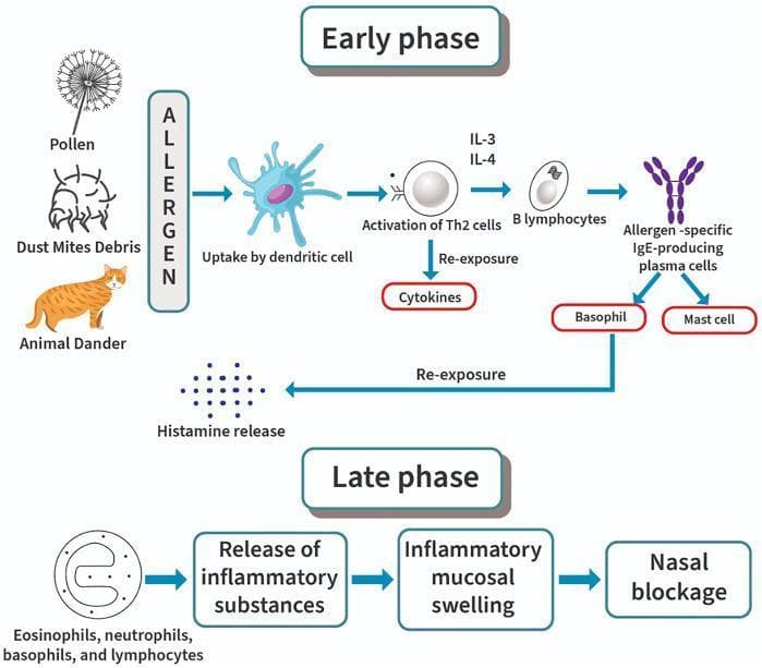This pathophysiology diagram illustrates the two-phase immunological response in allergic rhinitis. The 'Early Phase' section details the sensitization process, starting with allergens such as pollen, dust mite debris, and animal dander being uptaken by dendritic cells. This triggers the activation of Th2 cells, which release cytokines and stimulate B lymphocytes via IL-3 and IL-4. These B cells differentiate into allergen-specific IgE-producing plasma cells that bind to basophils and mast cells. Upon allergen re-exposure, these sensitized cells undergo degranulation, leading to immediate histamine release. The 'Late Phase' section depicts the subsequent inflammatory cascade occurring hours later, characterized by the recruitment and infiltration of eosinophils, neutrophils, basophils, and lymphocytes. This influx results in the release of inflammatory substances, causing inflammatory mucosal swelling and culminating in clinical nasal blockage. The diagram serves as an educational tool for understanding Type I hypersensitivity and the transition from acute mast cell-mediated symptoms to chronic inflammatory tissue changes in the nasal mucosa.