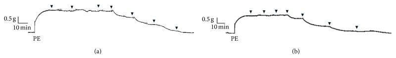 Two side-by-side myographic tracings (a and b) demonstrating the vasomotor activity of isolated rat aortic rings in a cardiovascular pharmacology study. The y-axis represents isometric tension (0.5 g scale), and the x-axis represents time (10 min scale). Both tracings illustrate an initial rapid upward deflection following the administration of Phenylephrine (PE), signifying smooth muscle contraction. This is followed by a plateau phase. Subsequently, a series of downward-pointing arrows indicate the cumulative administration of p-cymene (10⁻⁶ to 10⁻³ M), which induces a concentration-dependent relaxation (vasodilation) of the pre-contracted rings. Tracing (a) represents an aortic ring with intact endothelium, showing a gradual relaxation response. Tracing (b) represents a ring without endothelium, exhibiting a more rapid and pronounced relaxation pattern. This comparison is used to study the endothelium-dependent versus endothelium-independent mechanisms of vasodilatory compounds. Key educational concepts include vascular smooth muscle contraction, dose-response relationships, and the role of the endothelium in vascular tone regulation.