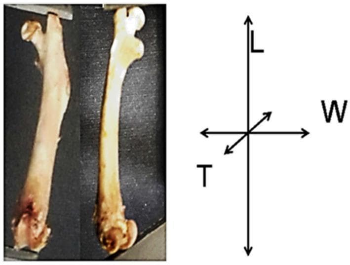 Anatomical anatomical photograph of the left femur from a murine model (rat), presented in two orientations: anterior and lateral views. The image illustrates the gross morphology of a long bone, identifying key landmarks including the proximal epiphysis (head and greater trochanter), the elongated diaphysis (shaft), and the distal epiphysis. To the right of the specimens, a Cartesian coordinate system provides a visual reference for morphometric analysis: 'L' indicates the longitudinal axis (length) from the proximal to distal epiphyses; 'W' represents the transverse axis (width) at the mid-diaphysis; and 'T' signifies the sagittal axis (thickness/depth) at the mid-diaphysis. The visual demonstrates differences in bone texture and coloration, ranging from pinkish-white to beige-yellow, which are used to evaluate bone health, mineral density, and cortical development in nutritional or pharmacological studies. This specimen-based visual is designed for educational use in orthopedic research, bone microstructure analysis, and comparative anatomy.