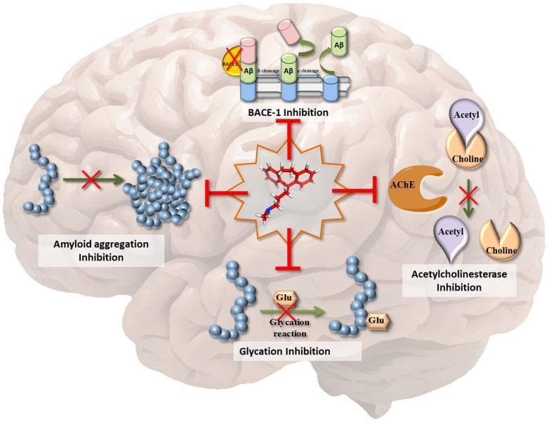 This medical infographic illustrates the multi-target-directed ligand (MTDL) mechanism of the drug protriptyline in the context of Alzheimer's Disease (AD) pathogenesis. Set against the anatomical backdrop of a human brain, the central 3D molecular structure of protriptyline is shown radiating inhibitory T-bars towards four primary pathological targets. 1) BACE-1 Inhibition: Depicts the blockade of beta-secretase-mediated cleavage of amyloid precursor protein, preventing Amyloid-beta (Aβ) formation. 2) Amyloid Aggregation Inhibition: Shows a red 'X' blocking the transition of Aβ monomers (blue spheres) into neurotoxic oligomeric aggregates. 3) Acetylcholinesterase (AChE) Inhibition: Illustrates the prevention of acetylcholine breakdown into acetyl and choline, maintaining neurotransmitter levels. 4) Glycation Inhibition: Demonstrates the inhibition of glucose (Glu) reacting with Aβ peptides, a process that normally exacerbates amyloid toxicity. The diagram emphasizes the drug's therapeutic potential to concurrently address enzymatic dysfunction, protein misfolding, and metabolic complications associated with neurodegeneration.