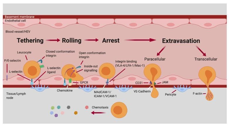 This pathophysiology diagram illustrates the sequential stages of the leukocyte adhesion cascade within a blood vessel or high endothelial venule (HEV). The process is divided into four main phases: Tethering, Rolling, Arrest, and Extravasation. 1. Tethering: Mediated by L-selectin and P/E-selectins interacting with their respective ligands. Leukocyte integrins are in a closed conformation. 2. Rolling: Leukocyte shape elongates as it interacts with chemokines via GPCRs. This triggers 'inside-out signaling,' shifting integrins to an open conformation. 3. Arrest: Firm adhesion is achieved through high-affinity integrin binding (VLA-4, LFA-1, Mac-1) to endothelial ligands (MAdCAM-1, ICAM-1, VCAM-1). 4. Extravasation: The leukocyte exits into the tissue/lymph node via two pathways: Paracellular migration (between endothelial cells, involving CD31, JAM, and VE-Cadherin) or Transcellular migration (through the endothelial cell, involving F-actin). The diagram concludes with the leukocyte passing the basement membrane and pericytes, directed by chemotaxis. This visual is designed for advanced immunology and medical students to understand cellular recruitment during inflammation or immune surveillance.
