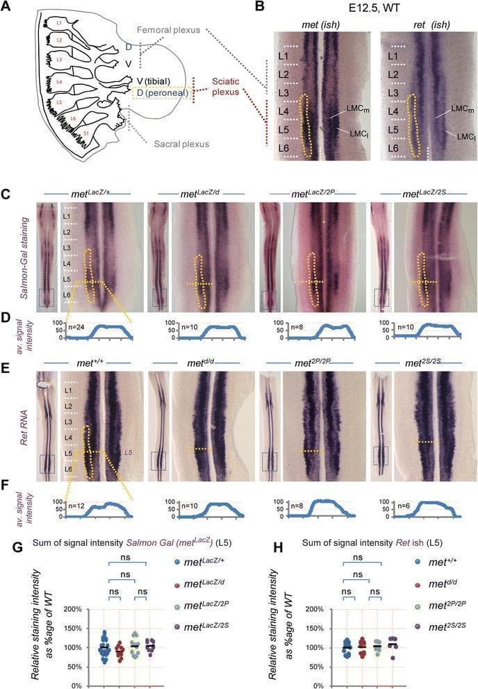 This composite educational graphic illustrates the molecular and anatomical patterning of lumbar motor neurons (MNs) in mouse embryos. Panel A is an anatomical diagram showing a lateral view of the lumbar spinal nerves (L1-L6) and the formation of the femoral, sciatic, and sacral plexuses. It specifically details the tibial (ventral) and peroneal (dorsal) nerve origins from the sciatic plexus. Panels B, C, and E display experimental results from In Situ Hybridization (ISH) and Salmon-Gal staining, visualizing the expression of Met and Ret markers in E12.5 spinal cords across wild-type (WT) and various Met-signaling mutants (metLacZ/d, met2P/2P, met2S/2S). These panels focus on the lateral motor column (LMC) pools, particularly peroneal MNs located between segments L3 and L6. Panels D and F provide quantitative average signal intensity plots for these expression patterns at the L5 level. Panels G and H contain statistical scatter plots comparing the sum of signal intensities between genotypes, demonstrating that despite signaling mutations, total MN populations remain comparable at this developmental stage (E12.5) before the onset of muscle-dependent cell death.