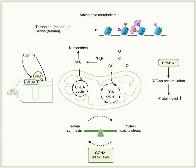 This pathophysiology diagram illustrates the role of amino acid metabolism in maintaining stem cell metabolic homeostasis. The central focus is a mitochondrion where the Urea cycle and TCA cycle take place, interacting with ammonium (NH4+) and alpha-keto acids for nucleotide synthesis. Key metabolic pathways include: 1) The GCN2-eIF2̱̱α axis, which maintains a homeostatic balance between protein synthesis and protein toxicity stress, represented by a seesaw scale with bidirectional feedback loops. 2) Arginine signaling through a complex involving Hexokinase 1 (HK1) and Voltage-Dependent Anion Channel 1 (VDAC1) located at the mitochondrial membrane. 3) Threonine (mouse) or Serine (human) metabolism linked to histone modifications (methylation and acetylation) on nucleosomes, representing epigenetic regulation. 4) The PPM1K pathway, which regulates branched-chain amino acids (BCAAs) accumulation and subsequent protein levels. The diagram effectively maps how specific amino acids serve as signaling molecules and metabolic substrates to coordinate stem cell function, protein proteostasis, and genomic integrity.