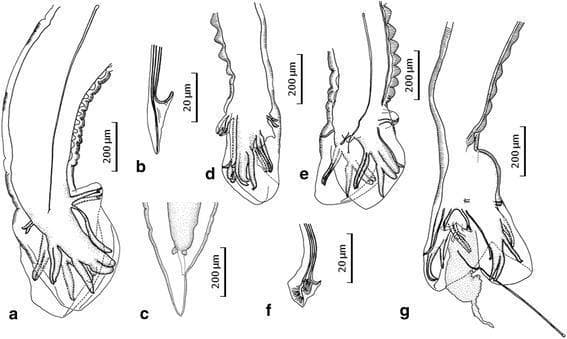 This set of line drawings illustrates the diagnostic morphological features of the posterior extremities and spicules of hookworm species, specifically comparing Necator americanus and Necator gorillae. Figures a and b display the male N. americanus, highlighting a wrinkled dorsal cuticle in the prebursal region and a characteristic recurved, barb-shaped distal end of the spicule. Figure c shows the conical, pointed tail of a female N. gorillae. Figures d through g focus on the male N. gorillae, emphasizing key taxonomic differentiators: distinctive transverse cuticular thickenings in the dorsal prebursal region and relatively thin bursal rays. High-magnification details (b, f) compare the morphology of the spicule ends, while figures d, e, and g illustrate various orientations of the copulatory bursa and spicule extrusion. These illustrations serve as a comparative tool in medical parasitology for identifying zoonotic hookworm infections and distinguishing between human-typical and great ape-associated Necator species based on micro-anatomical structures.