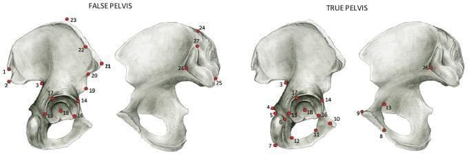 This anatomical illustration demonstrates landmark configurations on the human os coxae, categorized into regions associated with the 'False Pelvis' and 'True Pelvis.' The visual consists of four medical diagrams of the hip bone (innominate bone) in lateral and medial views, showing specific anatomical points used for morphometric analysis. In the 'False Pelvis' diagrams (left), red numbered landmarks (1–3, 12, 14–16, 18–25, 27) are predominantly distributed along the ilium, including the iliac crest, anterior superior iliac spine, and posterior superior iliac spine. In the 'True Pelvis' diagrams (right), the landmarks (3–18, 26) shift focus toward the ischium, the ischial tuberosity, and the pubic ramus, representing the area surrounding the birth canal. Both configurations include landmarks clustered around the acetabulum (14–18), serving as a common reference point for orientation. This material is used to study pelvic morphology, sexual dimorphism, and obstetrical constraints in human evolution and clinical anatomy.