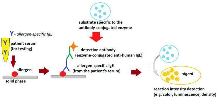 This medical diagram illustrates the general scheme of an indirect Enzyme-Linked Immunosorbent Assay (ELISA) used to detect allergen-specific IgE antibodies in human serum. The process is depicted in four sequential stages: (1) Sample Introduction: Patient serum containing allergen-specific IgE (yellow Y-shaped molecules) is added to a solid phase pre-coated with allergens (red circles). (2) Binding: The specific IgE antibodies bind to the immobilized allergens. (3) Detection: An enzyme-conjugated anti-human IgE detection antibody is introduced, forming a complex with the patient's IgE. This detection antibody is represented by a multi-colored structure topped with an orange star signifying the enzyme. (4) Signal Generation: A specific substrate is added, which the enzyme catalyzes into a detectable signal, visually represented by a transition from light blue circles to a yellow oval. The diagram highlights the clinical utility of ELISA in immunology and allergy diagnostics, specifically for quantifying reaction intensity via colorimetry, luminescence, or density changes.