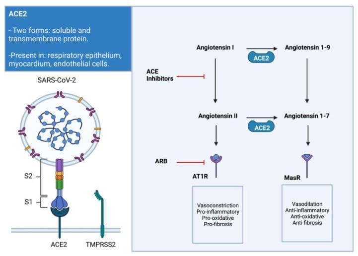 A medical illustration and pathophysiology diagram depicting the interaction between SARS-CoV-2 and the Renin-Angiotensin-Aldosterone System (RAAS). The left side shows the structural mechanism of viral entry, with the SARS-CoV-2 spike protein (S1 and S2 subunits) binding to the transmembrane ACE2 receptor, facilitated by the TMPRSS2 protease. The right side outlines the biochemical pathways of Angiotensin conversion. It illustrates the 'classic' pathway where Angiotensin I is converted to Angiotensin II, which activates the AT1R receptor to promote vasoconstriction, pro-inflammatory, pro-oxidative, and pro-fibrotic effects. This pathway is targeted by ACE inhibitors and Angiotensin Receptor Blockers (ARBs). The 'alternative' pathway shows ACE2 mediating the conversion of Angiotensin I to Angiotensin 1-9, and Angiotensin II to Angiotensin 1-7. Angiotensin 1-7 interacts with the Mas Receptor (MasR), triggering cardioprotective effects including vasodilation and anti-inflammatory, anti-oxidative, and anti-fibrotic responses. The diagram highlights the clinical significance of ACE2 downregulation during infection and its role in myocardial remodeling.