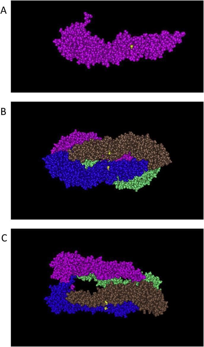 This molecular graphics illustration depicts the protein structure of the Japanese encephalitis virus (JEV) Envelope (E) protein, derived from PDB accession code 3P54. The visualization is divided into three panels (A, B, and C) using a space-filling model to represent molecular volume and surface topology. Panel A displays the asymmetric unit as an elongated, purple-colored monomer, highlighting the location of a specific amino acid residue (serine) at position 123 with a distinct yellow sphere on its surface. Panels B and C represent the biological unit as a tetramer, consisting of four individual E protein monomers color-coded in purple, green, brown, and blue. These panels illustrate the complex quaternary arrangement and inter-monomer interactions. Panel B shows a compact top-down view, while Panel C provides an alternative perspective, demonstrating the spatial orientation of the serine 123 residues (yellow spheres) within the larger molecular assembly. This diagram serves as an educational tool for virology and structural biology, emphasizing the surface accessibility of residue 123, which is a critical site for determining viral virulence and pathogenicity.