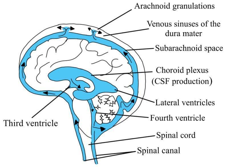 An anatomical diagram illustrating the production and circulation pathway of cerebrospinal fluid (CSF) in the human brain. The illustration depicts a sagittal view of the central nervous system with blue-shaded regions representing the CSF spaces. Production is identified at the choroid plexus within the lateral ventricles. Arrows demonstrate the flow through the ventricular system, including the third ventricle and fourth ventricle. The pathway continues as CSF exits into the subarachnoid space surrounding the brain and spinal cord, and into the spinal canal. Reabsorption is shown at the superior aspect via arachnoid granulations into the venous sinuses of the dura mater. Labeled structures include the lateral and third ventricles, fourth ventricle, subarachnoid space, spinal cord, spinal canal, and the dural venous sinuses. This educational material serves as a visual guide for neuroanatomy and physiological fluid dynamics.