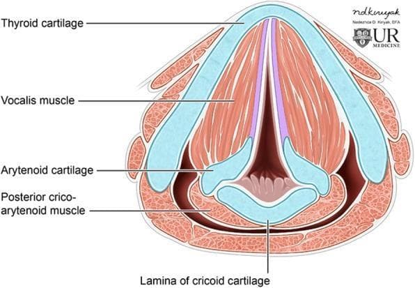 Anatomical diagram of the larynx in axial cross-section at the level of the glottis, illustrating the spatial relationship between cartilaginous structures and intrinsic musculature. The thyroid cartilage forms a prominent, V-shaped anterior boundary. Located posteriorly and inferiorly is the lamina of the cricoid cartilage, which supports the paired arytenoid cartilages. The true vocal folds extend from the anterior midline of the thyroid cartilage to the vocal processes of the arytenoid cartilages, creating the glottic opening. Key intrinsic muscles are labeled, including the vocalis muscle, which runs parallel within the vocal folds, and the posterior cricoarytenoid muscle, situated at the posterior aspect of the cricoid lamina. This illustration is optimized for educational use in otolaryngology and radiology, specifically for correlating axial CT imaging anatomy with laryngeal structure and function, such as vocal fold apposition and glottic patency.