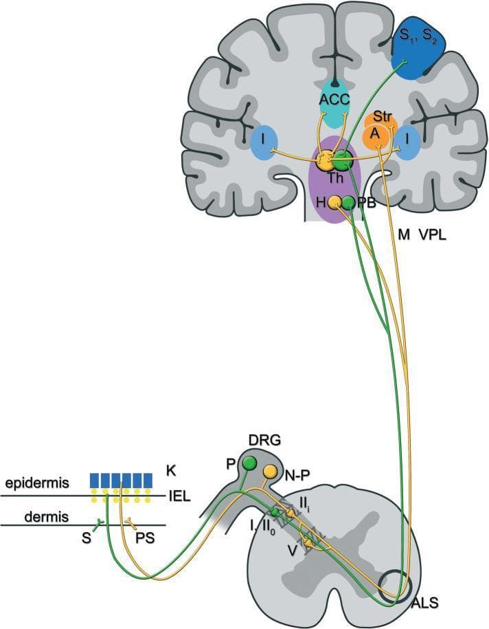 This pathophysiology diagram illustrates the lateral and medial ascending pain pathways, specifically focusing on peptidergic (green) and non-peptidergic (yellow) C-fibers involved in chemotherapy-induced peripheral neurotoxicity. The pathway begins in the skin layers (epidermis and dermis) where free nerve endings originate. Peptidergic fibers (P) and non-peptidergic fibers (N-P) have cell bodies in the dorsal root ganglion (DRG) and project to the spinal cord's dorsal horn. The peptidergic pathway synapses in laminae I and IIo, ascending via the anterolateral system (ALS) to the parabrachial nuclei (PB), thalamus (Th), and somatosensory cortex (S1, S2) and insula (I), mediating sensory-discriminative pain. The non-peptidergic pathway synapses in lamina IIi and V, ascending to the hypothalamus (H), amygdala (A), striatal nuclei (Str), and anterior cingulate cortex (ACC), mediating affective-emotional pain components. The diagram highlights anatomical structures including the keratinocytes (K), sympathetic (S) and parasympathetic (PS) fibers, and the Ventroposterolateral nucleus (VPL). This visual serves as an educational tool for understanding the neuroanatomical basis of different pain dimensions.