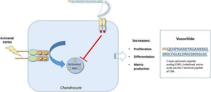 A pathophysiology diagram illustrating the molecular mechanism of action of Vosoritide within a chondrocyte. The diagram depicts two primary transmembrane signaling pathways: the constitutively activated Fibroblast Growth Factor Receptor 3 (FGFR3) pathway and the Natriuretic Peptide Receptor 2 (NPR2) pathway. Activated FGFR3 is shown stimulating the intracellular RAS protein, represented by a blue arrow pointing to 'Activated RAS'. Concurrently, Vosoritide, a C-type natriuretic peptide (CNP) analog, is shown binding to the NPR2 receptor. This binding event triggers an inhibitory signal, visually represented by a red T-bar line, which blocks the activation of RAS. The amino acid sequence of Vosoritide is detailed, highlighting a stabilizing proline-glycine (PG) N-terminus in orange and the underlined C-terminal peptide of CNP in blue. The downstream physiological effects of this inhibition are listed as increased chondrocyte proliferation, differentiation, and matrix production. This visual describes the therapeutic mechanism used to treat achondroplasia by counteracting overactive FGFR3 signaling.