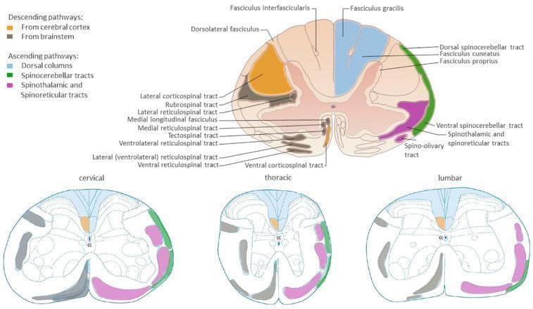 Anatomical diagrams illustrating the organization of major white matter tracts in the human spinal cord across cervical, thoracic, and lumbar cross-sections. A primary large-scale diagram provides detailed labeling of pathways, while three comparative smaller diagrams show regional variations. Descending (motor) pathways are color-coded in orange (corticospinal tracts from the cerebral cortex) and grey/black (brainstem-derived tracts including rubrospinal, reticulospinal, and tectospinal tracts). Ascending (sensory) pathways are highlighted in blue for dorsal columns (fasciculus gracilis and cuneatus), green for dorsal and ventral spinocerebellar tracts, and pink for the spinothalamic and spinoreticular tracts. The diagrams illustrate key neuroanatomical landmarks such as the central canal (CC), dorsal horns, and ventral horns. Educational focus is placed on the somatotopic arrangement and the relative change in white matter volume versus grey matter across different spinal levels, highlighting the clinical relevance for localized spinal cord injury and neurological deficit mapping.