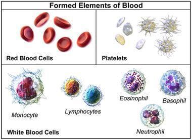 This medical illustration depicts the 'Formed Elements of Blood,' categorizing human blood cells into three main sections. The top-left panel illustrates Red Blood Cells (erythrocytes), showing their characteristic biconcave, disc-like shape and reddish-pink coloration, optimized for gas exchange. The top-right panel displays Platelets (thrombocytes) and fibrin-like structures, represented as small, irregular fragments involved in hemostasis. The bottom panel provides a detailed comparison of White Blood Cells (leukocytes), categorized by morphology: the large Monocyte with a kidney-bean shaped nucleus; smaller Lymphocytes with large round nuclei; and the Granulocytes, which include the reddish-pink granulated Eosinophil, the dark-blue granulated Basophil, and the multi-lobed Neutrophil. The diagram serves as a primary educational resource for hematology, illustrating the distinguishing cytological features, sizes, and nuclear structures of the various cellular components of blood for students and clinical laboratory science professionals.