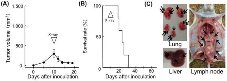 This composite image details the effect of X-ray irradiation on EL4 tumor progression and systemic metastasis in a BALB/c-nu/nu mouse model. Panel A presents a tumor growth curve showing tumor volume increasing until day 10, followed by a sharp reduction after local X-ray irradiation. Panel B shows a corresponding Kaplan-Meier survival curve, indicating a 0% survival rate by day 32 post-inoculation despite the local tumor control. Panel C consists of clinical photographs of dissected internal organs at day 20, illustrating systemic metastasis. The 'Lung' photograph reveals multiple pale nodular lesions (arrows) indicating pulmonary metastasis. The 'Liver' image shows dark, irregular masses representing hepatic involvement. The 'Lymph node' photograph displays the abdominal cavity of a dissected mouse with prominent, enlarged, and clustered lymph nodes (arrows) along the retroperitoneal and mesenteric regions. This data illustrates that while local radiotherapy may control primary tumor volume in immunocompromised models, it may not prevent lethal systemic metastatic spread to critical organs and lymphatic systems.