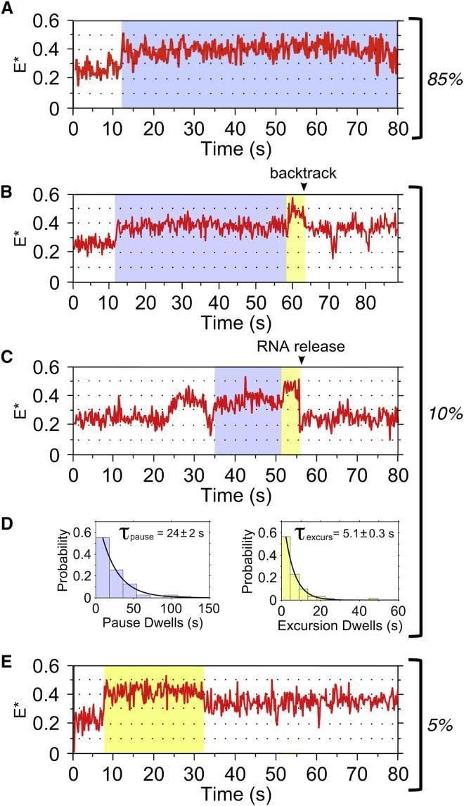 This figure presents single-molecule fluorescence resonance energy transfer (smFRET) data analyzing bacterial RNA polymerase transcription kinetics. Panels A, B, C, and E show representative time traces of FRET efficiency (E*) as a function of time (seconds), monitoring DNA scrunching during initial transcription. A baseline state (E* ~0.22) represents the open promoter complex (RPo). In Trace A (85% of cases), E* increases to a stable scrunched state (~0.37). Traces B and C (10%) demonstrate pausing at E* ~0.37 (blue shaded area) before a transient excursion to a higher FRET state (~0.45, yellow shaded area), assigned to a 7-nt RNA complex. Trace B shows 'backtracking' to the 0.37 state, while Trace C shows 'RNA release' back to the RPo baseline. Trace E (5%) shows a direct transition to the 0.45 state. Panel D contains two dwell-time histograms with single-exponential fits. The left histogram quantifies the paused state duration (τpause = 24 ± 2 s), and the right histogram quantifies the excursion state duration (τexcurs = 5.1 ± 0.3 s). The data illustrates the biophysical mechanism of transcriptional pausing and backtracking regulated by the σ3.2 finger during RNA synthesis.