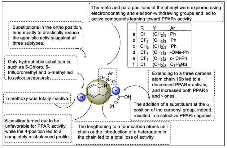This medicinal chemistry diagram illustrates the structural-activity relationship (SAR) of indole hybrid compounds (labeled 31) acting as peroxisome proliferator-activated receptor (PPAR) ligands. The central structure is an indole scaffold fused with a sulfonamide group (Ar) and a carboxylic acid chain. Key substitution sites are identified as R, Y, and Ar. Educational annotations specify that hydrophobic substituents at the R position (5-Chloro, 5-trifluoromethyl, and 5-methyl) maintain activity, while 5-methoxy is inactive. Modifying the chain length at position Y significantly impacts subtype selectivity: a three-carbon chain decreases PPAȒ activity but increases PPAR̔ and ̓ potency, whereas a four-carbon chain or heteroatom introduction leads to complete loss of activity. Ortho-substitutions on the Ar phenyl ring reduce agonistic activity across all PPAR subtypes, while meta and para substitutions favor PPAR̓. A table lists specific analogues (a-f) with their respective R, Y, and Ar groups, such as Cl, CF3, and phenyl variants, providing a comprehensive overview of how molecular modifications influence receptor binding and therapeutic selectivity in metabolic signaling pathways.