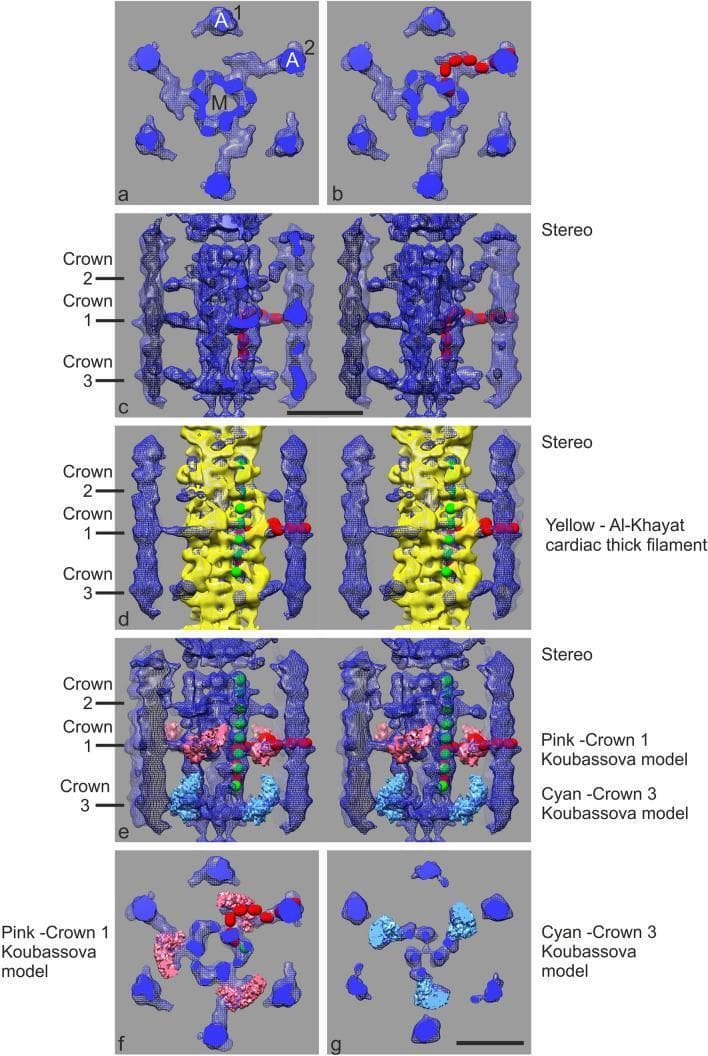 A multi-panel scientific visualization showing subtomogram averages and molecular docking models of the cardiac muscle sarcomere's C-zone, specifically focusing on the interactions between myosin thick filaments and actin thin filaments. Panel (a) provides a cross-sectional view of a central myosin filament (M) surrounded by six actin filaments (A1, A2), illustrating the threefold symmetry of the thick filament backbone. Panels (b-g) integrate structural models to characterize MyBP-C (myosin-binding protein C) and myosin head arrangements. Longitudinal stereo views (c-e) demonstrate the axial distribution of myosin crossbridge 'crowns' (Crowns 1, 2, and 3) along the 430 Å repeat, with Crown 1 coinciding with the MyBP-C stripe. The models incorporate Ig-domain spheres (red) to trace the path of MyBP-C from the myosin backbone to actin, alongside docked crystal structures of cardiac thick filaments (yellow) and myosin motor domains (pink/cyan). This diagram serves as a high-resolution anatomical and physiological illustration for understanding cardiac muscle contraction at the molecular level, highlighting the spatial relationship between titin, MyBP-C, and the actomyosin complex.