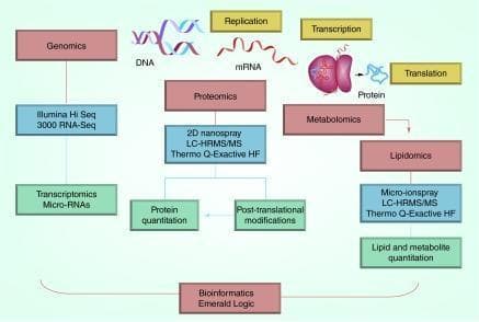 This systems biology infographic outlines a multi-omics approach to biomarker discovery and validation. The diagram is organized by biological flow, starting with molecular central dogma processes: replication (DNA), transcription (mRNA), and translation (protein). Four primary 'omics' fields are highlighted in red boxes: Genomics, Proteomics, Metabolomics, and Lipidomics. Each field is mapped to specific high-throughput analytical technologies in blue boxes. Genomics uses Illumina HiSeq 3000 RNA-Seq to analyze Transcriptomics and Micro-RNAs. Proteomics utilizes 2D nanospray LC-HRMS/MS (Thermo Q-Exactive HF) for protein quantitation and post-translational modification analysis. Lipidomics and Metabolomics employ micro-ionspray LC-HRMS/MS for lipid and metabolite quantitation. The flowchart illustrates how these diverse data streams converge into a centralized 'Bioinformatics Emerald Logic' node. This educational visual demonstrates the integration of genomic, proteomic, and metabolic data using sophisticated signal processing for comprehensive biomarker profiling in clinical research and drug development.