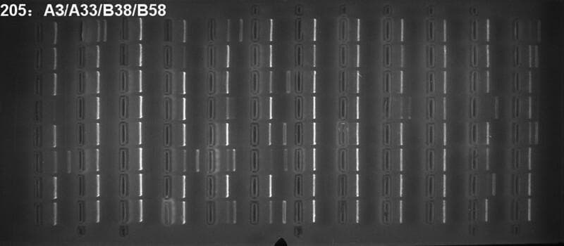 This diagnostic image shows a PCR (polymerase chain reaction) gel electrophoresis result used for HLA (human leukocyte antigen) genotyping. The visual content is a monochrome UV-fluorescence image of an agarose gel arranged in a grid-like matrix of lanes and rows. The dark background features numerous vertically oriented rectangular wells, each containing discrete, bright fluorescent bands of DNA. These bands represent specific amplified genetic markers. The variation in the number, position, and intensity of these bright vertical lines across different wells indicates the Presence/Absence of specific HLA alleles. Text in the upper left corner denotes sample identification for HLA-A and HLA-B serotypes (A3/A33/B38/B58). This visual is used in clinical genetics and immunology to demonstrate the methodology for identifying homozygosity or specific alleles within the Major Histocompatibility Complex (MHC), essential for transplant matching and disease susceptibility research.