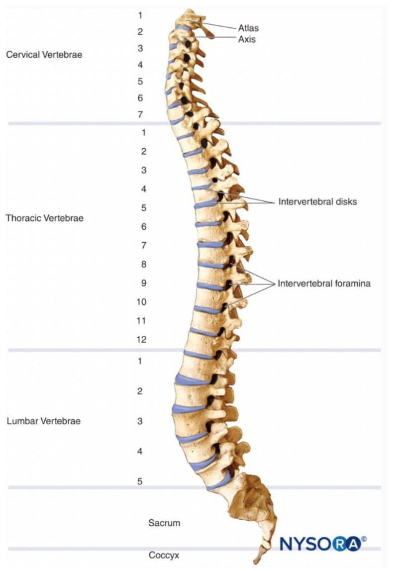 Anatomical diagram of the human vertebral column shown from a lateral perspective. The illustration categorizes the spine into five primary regions: cervical vertebrae (C1-C7), thoracic vertebrae (T1-T12), lumbar vertebrae (L1-L5), sacrum, and coccyx. Specific anatomical structures are highlighted, including the Atlas (C1) and Axis (C2). Intervertebral discs are represented as blue segments situated between the vertebral bodies, demonstrating their role as shock absorbers and structural spacers. The intervertebral foramina, which serve as exit points for spinal nerves, are clearly visible as openings between adjacent pedicles, particularly in the thoracic and lumbar segments. The diagram illustrates the natural physiological curvatures of the spine, including cervical lordosis, thoracic kyphosis, and lumbar lordosis. This visual resource is intended for medical education regarding spinal anatomy, level identification for clinical diagnosis of spinal cord injuries, and understanding the skeletal framework of the axial skeleton.