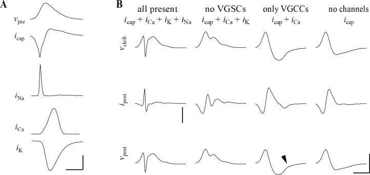 This pathophysiology diagram illustrates the electrophysiological properties of a synaptic cleft, specifically focusing on ephaptic coupling at the calyx of Held synapse. Panel A displays the temporal relationship between a presynaptic action potential (Vpre) and specific voltage-gated ion currents: capacitive current (Icap), sodium current (INa), calcium current (ICa), and potassium current (IK). INa shows a sharp peak during the AP upstroke, while ICa and IK occur primarily during the repolarization phase. Panel B presents four comparative simulation models demonstrating the impact of different voltage-gated ion channels on cleft potential (Vcleft), postsynaptic current (Ipost), and postsynaptic voltage (Vpost/prespike). The conditions include: 'all present' (showing complex biphasic waveforms), 'no VGSCs' (voltage-gated sodium channels), 'only VGCCs' (voltage-gated calcium channels), and 'no channels' (capacitive-only model). The simulations demonstrate how specific conductances at the release face shape the 'prespike'—the ephaptically coupled presynaptic AP recorded in the postsynaptic neuron. Arrowheads highlight subtle calcium-generated deflections in the current clamp prespike, providing insights into synaptic transmission and neural signaling mechanisms.
