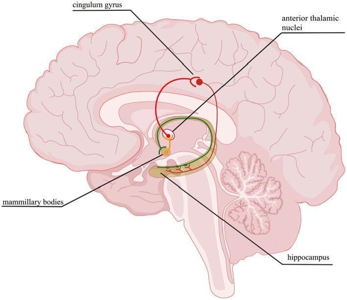 This medical anatomical diagram illustrates the Papez circuit, a fundamental neural pathway of the limbic system involved in emotional expression and memory consolidation. Depicted on a sagittal section of the human brain, the diagram highlights the sequential loop connecting key subcortical and cortical structures. The circuit begins at the hippocampus, which projects to the mammillary bodies via the fornix. From the mammillary bodies, the mammillothalamic tract reaches the anterior thalamic nuclei. The loop continues as the thalamocingulate tract extends to the cingulum gyrus (cingulate cortex). Finally, the circuit completes by projecting from the cingulate cortex back to the hippocampus via the parahippocampal gyrus. Key labeled anatomical landmarks include the cingulum gyrus, anterior thalamic nuclei, mammillary bodies, and hippocampus. This illustration serves as an educational tool for neuroanatomy and clinical neurology, demonstrating the functional connectivity disrupted in conditions such as hypoxic-ischemic encephalopathy and various forms of amnesia.