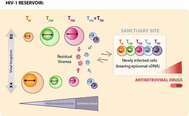 This pathophysiology diagram illustrates a proposed model for HIV-1 reservoirs during antiretroviral therapy (ART), highlighting the dynamics of viral tropism and anatomical compartmentalization. The schematic categorizes CD4+ T-cell subsets into Naïve (TN), Central Memory (TCM), Transitional Memory (TTM), and Effector Memory/Terminally Differentiated (TEM+TTD). A vertical axis compares R5 and X4 viral tropism, demonstrating that X4-tropism significantly increases the reservoir size in TN cells compared to R5-tropism. TTM and TEM+TD cells are depicted as the primary contributors to 'Residual Viremia' in the periphery. A distinct 'Sanctuary Site' (representing lymphoid tissue) is shown, characterized by suboptimal antiretroviral drug concentrations and 'Newly infected cells' bearing episomal vDNA. These cells are illustrated migrating between the sanctuary site and peripheral blood. The diagram also correlates cellular differentiation with a gradient of immunoactivation and senescence. This model emphasizes that residual plasma viremia is genetically distinct from de novo infection events occurring within anatomical sanctuaries, contributing to viral persistence under suppressive ART.