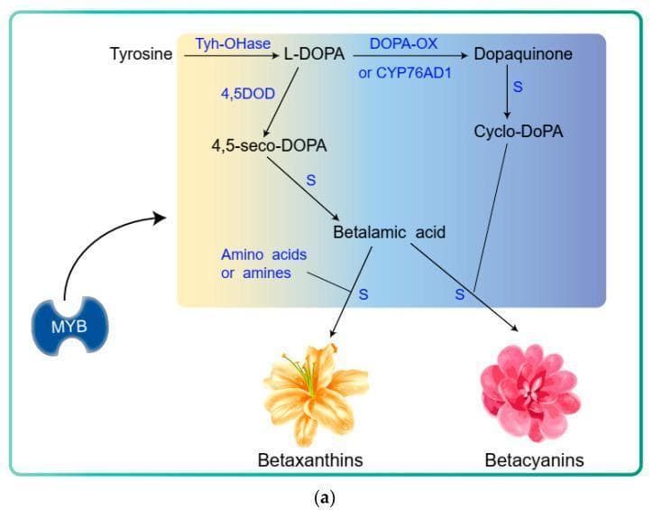 This biochemical flowchart illustrates the betalain biosynthesis pathway, a secondary metabolic process originating from the amino acid tyrosine. The diagram outlines the enzymatic and spontaneous steps leading to the formation of yellow-orange betaxanthins and red-violet betacyanins. The pathway begins with the conversion of tyrosine to L-DOPA via the enzyme Tyh-OHase (tyrosine hydroxylase). L-DOPA then branches into two routes: one mediated by 4,5DOD (DOPA-4,5-dioxygenase) to form 4,5-seco-DOPA, which spontaneously converts to betalamic acid; and another mediated by DOPA-OX (DOPA oxidase) or CYP76AD1 to form dopaquinone, which leads to cyclo-DOPA. Betalamic acid serves as a central intermediate, spontaneously conjugating with amino acids or amines to yield betaxanthins, or with cyclo-DOPA to produce betacyanins. A regulatory element, the MYB transcription factor, is shown influencing the initial tyrosine-to-L-DOPA conversion step. This illustration serves as an educational tool for understanding plant-based pigment metabolism, enzymatic regulation, and the shikimate-derived biosynthetic pathways relevant to pharmacognosy and nutritional biochemistry.