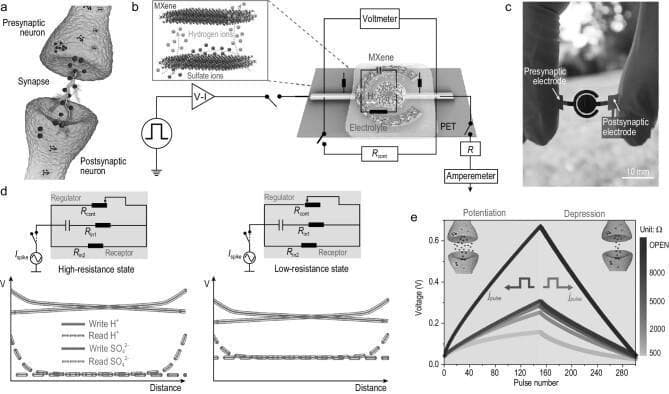This composite educational image illustrates the design and function of a flexible MXene-based electrochemical synaptic (FMES) device for neuromorphic computing and implantable prosthetics.
Panel (a) presents a biological pathophysiology diagram of a synapse, showing neurotransmitter transmission from a presynaptic to a postsynaptic neuron. Panel (b) translates this into an anatomical/electronic diagram of the FMES device, featuring MXene electrodes on a PET substrate with an electrolyte medium; an inset shows the dynamic diffusion of hydrogen and sulfate ions. Panel (c) is a clinical/technical photograph showing the physical device—a small, flexible circular chip with labeled presynaptic and postsynaptic electrodes—held between fingers for scale (10 mm).
Panel (d) provides circuit algorithms comparing high-resistance and low-resistance states, with corresponding voltage-distance plots for ionic 'read/write' operations. Panel (e) is a comparison chart showing the potentiation and depression behaviors of artificial synapses, plotting voltage against pulse number across various resistance states. This content demonstrates how bio-inspired electronics can simulate synaptic plasticity for advanced medical engineering applications like neural electrode arrays.