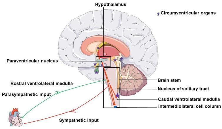 An anatomical and pathophysiology diagram illustrating the brain regions and neural pathways involved in neurogenic hypertension. The illustration features a sagittal view of the human brain with key regulatory centers labeled, including the hypothalamus, paraventricular nucleus (PVN), and components of the brainstem: the rostral ventrolateral medulla (RVLM), nucleus of the solitary tract (NTS), caudal ventrolateral medulla (CVLM), and the intermediolateral cell column (IML). Purple stars denote the locations of circumventricular organs (CVOs) distributed near the hypothalamus and brainstem. The diagram maps the functional connectivity between these regions and the heart. A green line represents the parasympathetic input originating from the RVLM/brainstem area, while a red line represents the sympathetic input originating from the IML, both descending to the cardiac target. This illustration highlights the neuroregulatory network responsible for blood pressure control and the autonomic imbalance (increased sympathetic and decreased parasympathetic tone) characteristic of neurogenic hypertension.