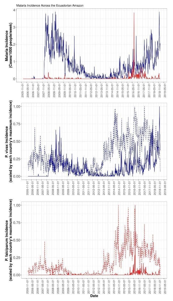 This composite epidemiological visualization displays the temporal incidence of malaria across the Ecuadorian Amazon from 2006 to 2018. The top graph shows the weekly incidence of Plasmodium vivax (blue line) and Plasmodium falciparum (red line). P. vivax is consistently the dominant species, exhibiting a significant peak between 2008 and 2009 followed by a re-emergence starting in 2014. P. falciparum remains at low endemic levels except for a distinct spike around January 2016. The middle and bottom graphs provide a comparative cross-border analysis, illustrating normalized incidence rates (scaled by maximum country incidence) for P. vivax and P. falciparum, respectively. These graphs compare data from Ecuadorian cantons (solid lines) against bordering Loreto districts in Peru (dotted lines). The P. vivax data suggests a temporal lead in transmission from Peru to Ecuador, characterized by the dotted peaks preceding the solid line peaks. This visual evidence supports research into the impact of cross-border connectivity and river network transport on the transmission dynamics of human malaria in South America.