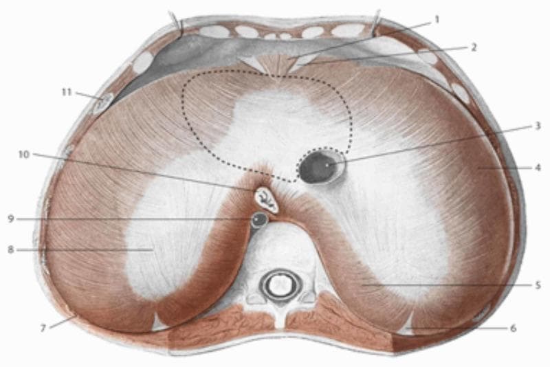 This anatomical diagram provides a superior view of the thoracic surface of the human diaphragm, illustrating its key structural components and apertures. The central area features the trefoil-shaped central tendon (8), a white aponeurotic region where muscular fibers insert. To the right of the midline within the central tendon is the caval opening (3 or 4 in metadata), which transmits the inferior vena cava. Posteriorly, the muscular part of the diaphragm forms the esophageal hiatus (10) for the passage of the esophagus and the aortic hiatus (9) for the descending aorta, the latter located between the crura in the lumbar area (5). A dotted line on the superior surface demarcates the area of contact and support for the heart. The diagram highlights the radiating muscular fibers (4) originating from the sternal (1), costal (7, 11), and lumbar (5) attachments. Surrounding structures include cross-sections of the ribs and the vertebral column, providing anatomical context for the diaphragm's position at the thoracoabdominal interface. This illustration is used for teaching respiratory anatomy and the spatial relationships of major retroperitoneal and thoracic structures.