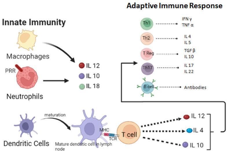 This medical illustration depicts the interplay between innate immunity and the adaptive immune response, specifically in the context of the host defense against pathogens such as fungi. The 'Innate Immunity' section features macrophages, neutrophils with pattern recognition receptors (PRR), and the maturation of dendritic cells. These cells are shown influencing a cytokine profile including IL-12, IL-10, and IL-18. A mature dendritic cell in a lymph node is shown interacting with a naive T cell via MHC-TCR binding, which subsequently promotes the secretion of IL-12, IL-4, and IL-10 to drive adaptive differentiation. The 'Adaptive Immune Response' section details the differentiation of T-helper subsets and their respective cytokine outputs: Th1 (IFN-̳, TNF-̱), Th2 (IL-4, IL-5), T Reg (TGF-̲, IL-10), and Th17 (IL-17, IL-22). Additionally, it illustrates the humoral component, showing B cell activation and subsequent antibody production. This diagram serves as an educational tool for understanding immunology, cellular signaling, and the bridge between non-specific and specific immune responses.
