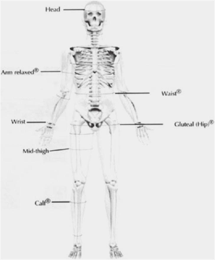 Anatomical Diagram. This illustration presents a full-body anterior skeletal view of a human, serving as an educational guide for standardized anthropometric girth measurements based on International Society for the Advancement of Kinanthropometry (ISAK) standards. The diagram identifies seven key measurement sites using horizontal lines and text labels: Head (cranial circumference), Arm relaxed (mid-upper arm), Wrist, Waist (abdominal midsection), Gluteal (hip), Mid-thigh (equidistant between the inguinal fold and superior patellar border), and Calf (maximal lower leg circumference). Following standard clinical protocol for consistency and comparative analysis, the diagram emphasizes measurement on the right side of the body, as indicated by the primary positioning of labels and lines. This resource is intended for students and professionals in sports medicine, nutrition, and clinical research to ensure high intra-observer and inter-observer reliability during physical assessment and body composition analysis.