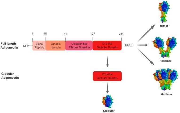This pathophysiology diagram illustrates the primary structural domains and oligomeric forms of human adiponectin. The 'Full length Adiponectin' (244 amino acids) is depicted as a linear protein sequence originating from the NH2-terminus. It comprises four distinct domains labeled with their starting amino acid positions: the Signal Peptide (aa 1), Variable domain (aa 18), Collagen-like Fibrous Domain (aa 41), and the C1q-like Globular Domain (aa 107), terminating at the COOH-terminus (aa 244). Below this, 'Globular Adiponectin' is shown as a standalone C1q-like domain, representing the proteolytic short form of the protein. The right side of the diagram presents three-dimensional molecular models demonstrating the protein's quaternary structure: a Trimer (low molecular weight), a Hexamer (medium molecular weight), and a complex Multimer (high molecular weight). The diagram serves as an educational resource to explain the post-translational polymerization and domain organization essential for adiponectin's biological activity in metabolic and endocrine signaling.
