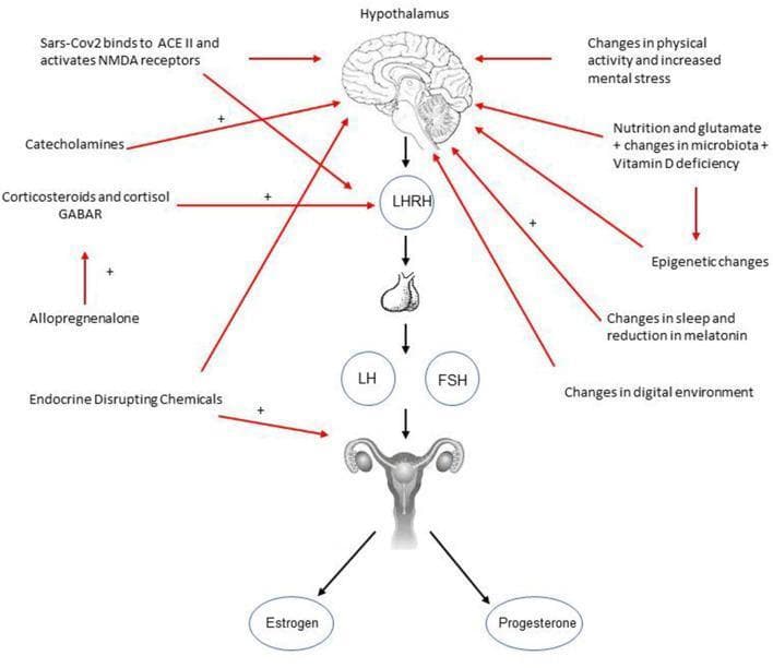 This pathophysiology diagram illustrates the hypothalamic-pituitary-gonadal (HPG) axis and various external factors contributing to precocious or rapidly progressive puberty. The central vertical axis displays a downward cascade starting from the hypothalamus, leading to LHRH (GnRH), then the pituitary gland, which secretes LH and FSH. These hormones act on the uterus and ovaries to produce estrogen and progesterone. Surrounding this central axis are several environmental and physiological stressors linked by red arrows. Factors influencing the hypothalamus include SARS-CoV-2 binding to ACE II/NMDA receptors, catecholamines, physical activity changes, mental stress, nutrition, and microbiota alterations. Direct influences on LHRH involve corticosteroids, cortisol, and allopregnanolone. Endocrine-disrupting chemicals are shown targeting the reproductive organs. Positive symbols (+) indicate stimulatory pathways. The diagram serves as an educational tool for endocrinology and pediatrics, highlighting how modern lifestyle factors, infections, and environmental toxins can disrupt normal pubertal timing via neuroendocrine pathways.