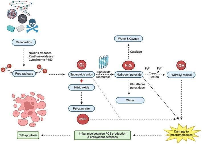 This pathophysiology diagram illustrates the biochemical pathways of reactive oxygen species (ROS) production, detoxification, and their roles in oxidative stress and cell death. The process initiates with 'Xenobiotics' (e.g., heavy metals like Pb, pharmaceuticals, and environmental toxins), which are converted into free radicals via enzymes such as NADPH oxidases, xanthine oxidases, and Cytochrome P450.
Key intermediates include the Superoxide anion (O₂⁻), which can react with Nitric oxide to form Peroxynitrite (ONOO⁻) or be converted by Superoxide Dismutase (SOD) into Hydrogen peroxide (H₂O₂). The diagram details two detoxification routes for H₂O₂: conversion to water and oxygen by Catalase, or to water by Glutathione peroxidase. Alternatively, H₂O₂ can undergo the Fenton reaction (involving Fe²⁺ to Fe³⁺ transition) to generate the highly reactive Hydroxyl radical (•OH).
Downstream effects focus on the 'Imbalance between ROS production & antioxidant defenses,' leading to 'Damage to macromolecules' (proteins, lipids, and nucleic acids). The final clinical outcome depicted is 'Cell apoptosis,' represented by a morphological illustration of a fragmenting cell. This flowchart serves as an educational tool for understanding oxidative stress mechanisms and cellular pathology.