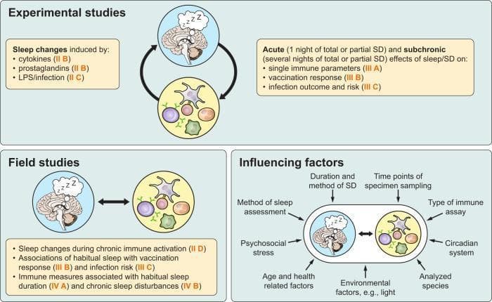A medical conceptual diagram summarizing research approaches to sleep-immune interactions. The visual is divided into three panels: Experimental Studies, Field Studies, and Influencing Factors. Throughout the diagram, sleep is represented by a brain illustration with 'zzz' symbols, and the immune system is represented by a circle containing various immune cells (including a dendritic-like cell, lymphocytes, and cytokines/PAMPs). The Experimental Studies panel uses bidirectional arrows to indicate causal investigations into how sleep changes are induced by cytokines, prostaglandins, and infection, as well as the effects of acute/subchronic sleep deprivation (SD) on immune parameters, vaccination response, and infection risk. The Field Studies panel shows observational associations between chronic immune activation, habitual sleep, and disease risk. The Influencing Factors panel highlights variables affecting these studies, such as SD methods, psychosocial stress, age, circadian rhythms, and environmental factors like light. The diagram serves as a methodological framework for psychoneuroimmunology, illustrating the reciprocal signaling pathways between the central nervous system and immune function.