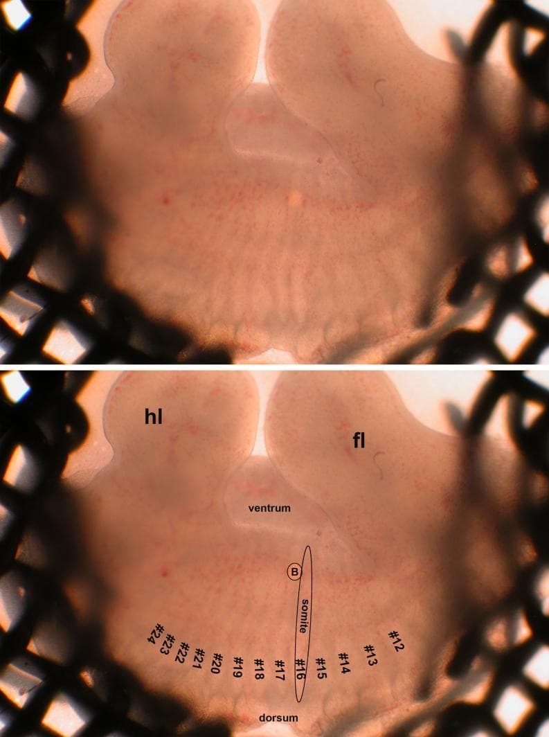 Micrograph showing a cultured embryonic flank explant used in developmental biology research. The image is split into two panels: the top panel shows the original specimen, and the bottom panel provides detailed anatomical annotations. The translucent tissue sample is positioned on a filter over a metal support grid. Key structures identified include the forelimb (fl) and hindlimb (hl) buds, as well as the ventral and dorsal orientations. A series of somites are numbered from #12 to #24, illustrating the segmental organization of the paraxial mesoderm. An ellipse highlights a specific somite (#16), and a circle labeled 'B' marks the location of a grafted bead, likely used for local delivery of biochemical signals to study limb or somite development. This visual is representative of experimental embryology techniques used to analyze tissue patterning and organogenesis.