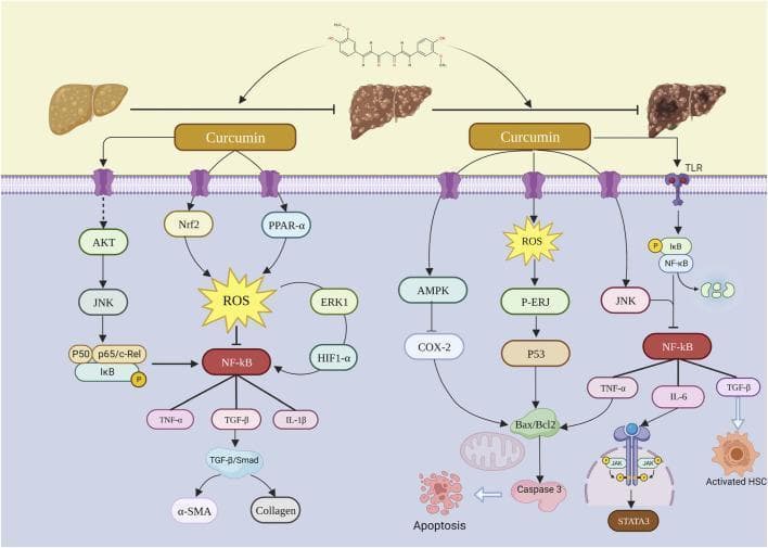 A pathophysiology diagram illustrating the molecular mechanisms of curcumin in inhibiting the progression of Non-Alcoholic Fatty Liver Disease (NAFLD) to Liver Fibrosis (LF) and Hepatocellular Carcinoma (HCC). The top section shows three liver states: fatty liver, fibrotic liver, and cancerous liver, with arrows representing disease progression and inhibitory T-bars indicating curcumin's intervention. Below, a cellular cross-section details curcumin's interaction with transmembrane receptors and intracellular signaling pathways. Key regulatory cascades shown include the inhibition of NF-̄kB and its downstream inflammatory cytokines (TNF-́, IL-6, IL-1̂), and the TGF-̂/Smad pathway leading to ́-SMA and collagen production in activated Hepatic Stellate Cells (HSC). On the right, pathways involving ROS, AMPK, p53, and Bax/Bcl2 demonstrate the modulation of oxidative stress and the induction of apoptosis via Caspase 3. Additional signaled molecules include AKT, JNK, Nrf2, PPAR-́, and STAT3, collectively highlighting curcumin's multifaceted role in anti-inflammatory, anti-fibrotic, and anti-tumorigenic processes within hepatocytes.