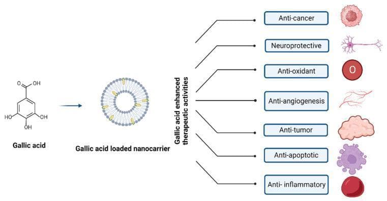 This medical pharmacology diagram illustrates the drug delivery and therapeutic profile of gallic acid (GA) when formulated within a nanocarrier system. The process begins with the chemical structure of gallic acid, a triphenolic compound, which is then encapsulated into a spherical nanocarrier, depicted as a vesicular or liposomal lipid bilayer structure. The central part of the diagram indicates that this nanocarrier system enhances the bioavailability and pharmacological efficacy of the molecule. The right side of the infographic lists seven key therapeutic activities, each paired with a representative icon: Anti-cancer (cancerous cell), Neuroprotective (neuron), Anti-oxidant (oxygen molecule symbol), Anti-angiogenesis (capillary network), Anti-tumor (tumor mass), Anti-apoptotic (apoptotic cell with blebbing), and Anti-inflammatory (red blood cell/inflammatory context). The diagram summarizes how nanotechnology-based delivery of this herbal polyphenol can be leveraged across oncology, neurology, and inflammatory medicine to improve clinical outcomes.