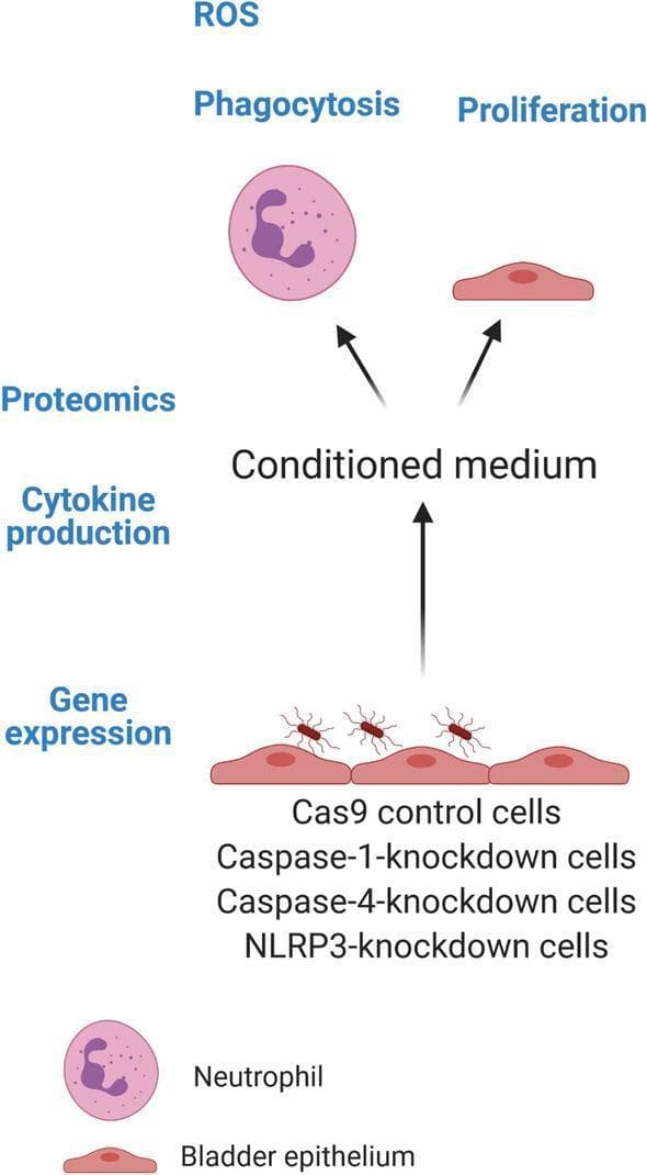 A medical flowchart/algorithm schematic depicting an experimental workflow for studying uropathogenic Escherichia coli (UPEC) infection in bladder epithelium. The diagram illustrates a bottom-up progression starting with modified human bladder epithelial cell lines, including Cas9 controls and CRISPR/Cas9-mediated knockdowns of caspase-1, caspase-4, and NLRP3. These cells are shown being infected with UPEC (strain CFT073). Downstream analyses are categorized into direct cellular responses—specifically gene expression and cytokine production (IL-1̢β, IL-18, IL-8)—and the collection of conditioned medium. This medium is subjected to proteomics and used to assess secondary effects on host cells, including reactive oxygen species (ROS) production and phagocytosis in neutrophils (depicted with horseshoe-shaped nuclei), and cellular proliferation in wild-type bladder epithelial cells. The schematic serves as a conceptual model for investigative immunology and infectious disease research into inflammasome signaling during urinary tract infections.