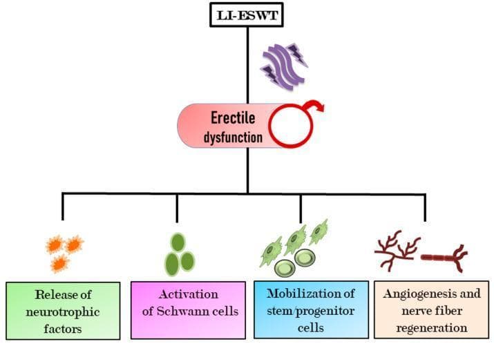 This pathophysiology diagram illustrates the therapeutic mechanisms of Low-Intensity Extracorporeal Shock Wave Therapy (LI-ESWT) in the treatment of erectile dysfunction (ED). The central flowchart displays LI-ESWT as the primary intervention, targeting a node labeled 'Erectile dysfunction' marked with a male symbol. Downstream of this interaction, the diagram identifies four key regenerative processes stimulated by shockwave energy: 1) Release of neurotrophic factors (depicted by orange star-burst icons), 2) Activation of Schwann cells (represented by green ovoid cell icons), 3) Mobilization of stem/progenitor cells (illustrated as green undifferentiated cells), and 4) Angiogenesis and nerve fiber regeneration (visualized as red branching vascular and neural structures). The diagram summarizes the biological pathways by which LI-ESWT promotes tissue repair, neovascularization, and improved hemodynamics within the penile corpora cavernosa. It is designed as an educational overview of regenerative medicine and urological therapy for medical students and clinicians.