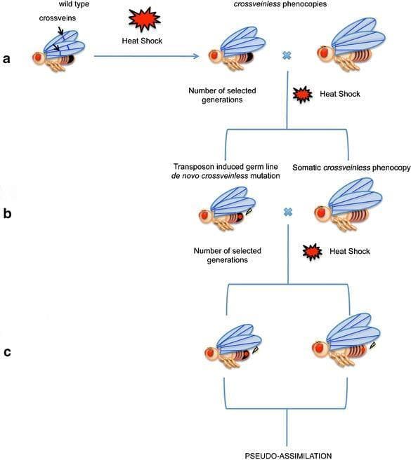 This pathophysiology diagram illustrates the process of genetic assimilation of stress-induced phenotypic traits, using Drosophila as a model organism. The flowchart is divided into three sequential stages: (a), (b), and (c). Stage (a) shows a 'wild type' fly characterized by distinct wing crossveins. Upon application of 'Heat Shock' (environmental stress), the phenotype shifts to 'crossveinless phenocopies,' which lack these wing structures. Stage (b) details the selection process over multiple generations. It distinguishes between a 'Transposon induced germ line de novo crossveinless mutation' and a 'Somatic crossveinless phenocopy.' Both groups are subjected to continued heat shock and selection. Stage (c) demonstrates the culmination of this process, termed 'PSEUDO-ASSIMILATION,' where the trait becomes fixed in the population. The diagram explains the interplay between environmental stressors, transposon activation, and natural selection in converting a transient somatic response into a heritable genetic trait. This model is relevant to understanding epigenetic mechanisms, stress response, and evolutionary biology.
