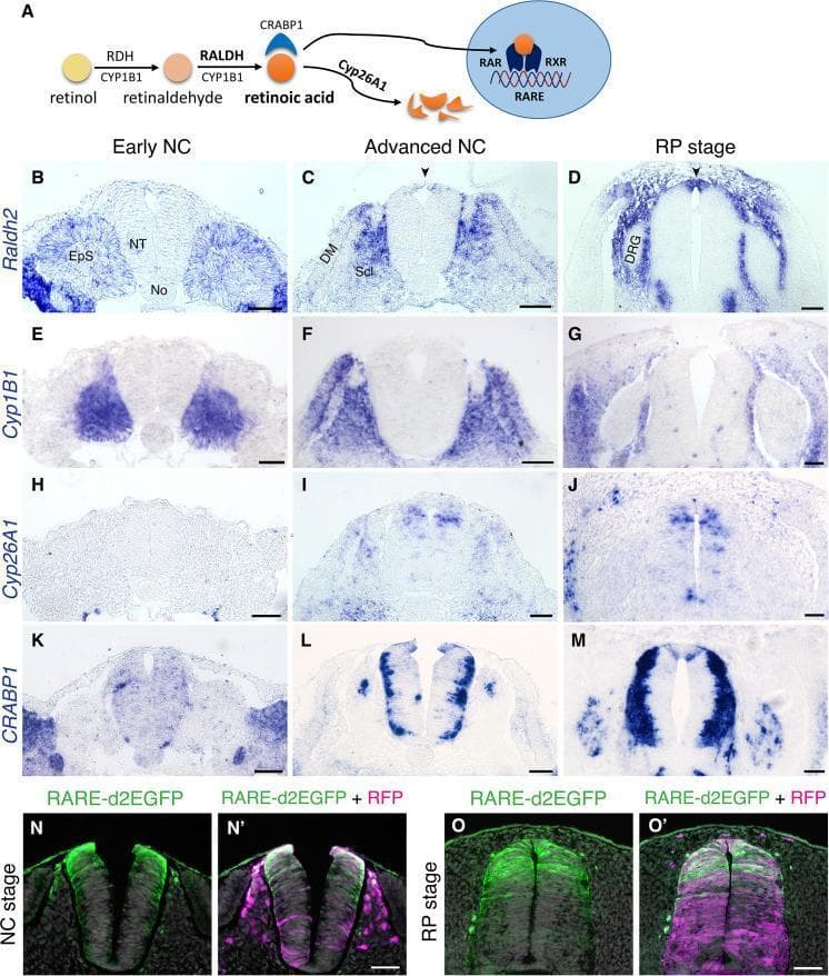 This composite educational figure illustrates the metabolic pathway and spatio-temporal dynamics of retinoic acid (RA) signaling during avian neural tube (NT) development across three stages: early neural crest (NC), advanced NC, and roof plate (RP).
Panel A presents a schematic of RA metabolism, highlighting enzymes like RALDH/ALDH1 (synthesis) and CYP26A1 (degradation), carrier protein CRABP1, and the RARE-mediated transcriptional mechanism via RAR/RXR receptors.
Panels B–M show in situ hybridization (ISH) results for key metabolic markers. Raldh2 transitions from paraxial mesoderm expression in early stages to strong localized expression in the nascent roof plate. Cyp1B1 remains restricted to the mesoderm. Cyp26A1 is detected in dorsal interneuron progenitors during advanced stages, while CRABP1 appears in lateral RP domains and differentiating neurons.
Panels N–O' utilize fluorescence microscopy to visualize RA activity using a RARE-d2EGFP reporter. At both NC and RP stages, GFP signal (RA activity) is concentrated in the dorsal half of the neural tube, contrasted against an RFP control which shows ubiquitous transfection across the dorso-ventral axis. This visual evidence supports the role of local RA production in the transition from NC delamination to RP formation.