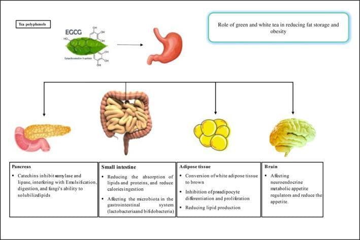 This pathophysiology diagram illustrates the systemic mechanisms by which tea polyphenols, specifically Epigallocatechin gallate (EGCG) from green and white tea, modulate body weight and fat storage. The flow begins with the ingestion of tea polyphenols into the stomach, branching out to four target anatomical areas. 1) Pancreas: Shows inhibition of amylase and lipase, affecting lipid emulsification and digestion. 2) Small Intestine: Depicts reduction in lipid and protein absorption, calorie ingestion, and modulation of gut microbiota (Lactobacteria and Bifidobacteria). 3) Adipose Tissue: Represented as a cluster of adipocytes, it highlights the conversion of white adipose tissue to brown, inhibition of preadipocyte differentiation/proliferation, and reduced lipid production. 4) Brain: Focuses on the modulation of neuroendocrine metabolic appetite regulators to reduce appetite. The diagram serves as an educational summary of how bioactive tea compounds interfere with obesity-related pathways through digestive, metabolic, and neurological interventions.