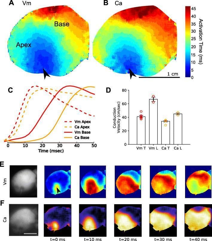 This composite educational graphic illustrates multiparametric optical mapping of cardiac excitation-contraction coupling in an isolated heart model. Panels A and B present isochronal activation maps for transmembrane voltage (Vm) and intracellular calcium (Ca), respectively, showing impulse propagation from the apex (blue) to the base (red) over a 45 ms scale. Panel C displays representative signal upstroke traces, highlighting the physiological lag between electrical depolarization (Vm) and calcium release (Ca) at both the apex and base. Panel D provides a bar chart comparing transverse (T) and longitudinal (L) conduction velocities for Vm and Ca, indicating significantly faster longitudinal Vm propagation compared to Ca. Panels E and F show sequential time-lapse frames (t=0 to 40 ms) of wavefront propagation following electrical pacing at the apex (indicated by arrows). These frames demonstrate the development of spatial heterogeneity and wavebreak in the calcium channel at t=40 ms, serving as a model for studying electrophysiological discontinuities and potential arrhythmogenic precursors.
